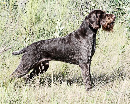 Drahtharr – Ultimate Upland Bird Dogs, pheasant, quail and grouse hunting