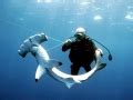 Scalloped Hammerhead Shark – "OCEAN TREASURES" Memorial Library