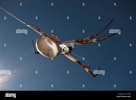 A spider crawling down a web Stock Photo - Alamy