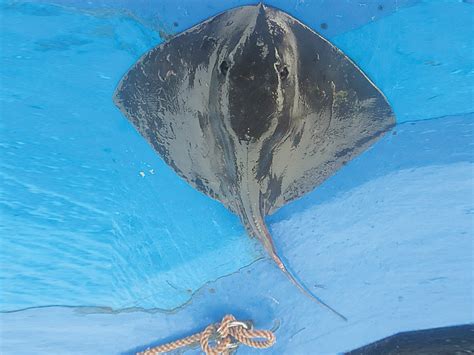 Discovering biodiversity: Rare whiptail stingray collected off Ormara