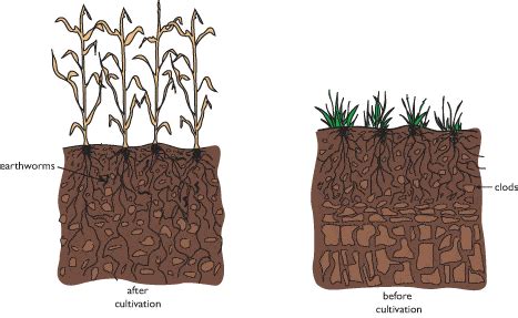 The Ultimate Guide On How To Cultivate Soil | TopTillers.com