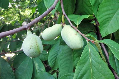 Paw Paw Tree Seeds for Planting 6 Seeds Edible Fruit Tree - Etsy