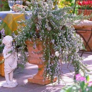 8 Best Creeping Rosemary Varieties