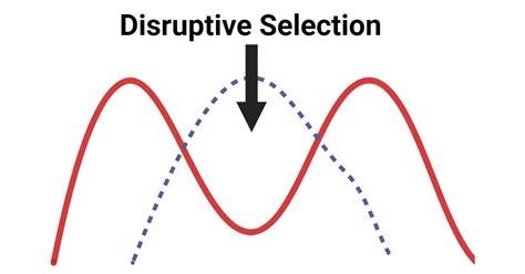 Disruptive Selection: Definition, Examples, Significances