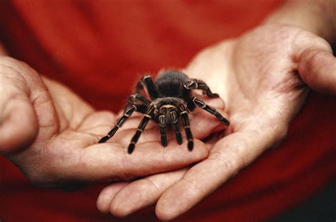 Insects and Spiders Pets Guide for Beginners