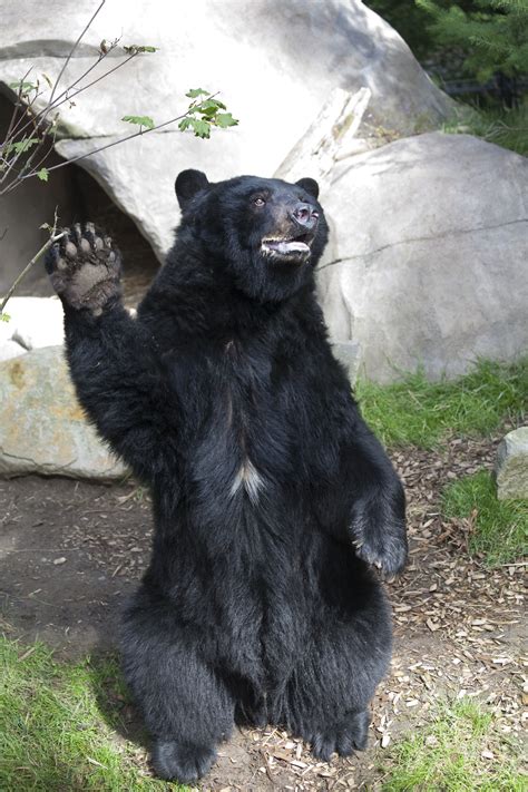 American black bear | Oregon Zoo