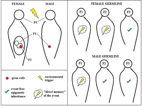 Frontiers | Epigenetic Inheritance: Concepts, Mechanisms and Perspectives