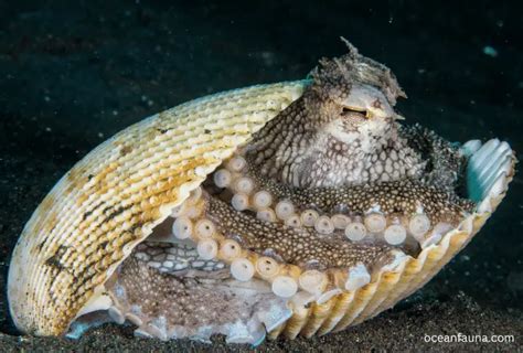 Coconut Octopus: Habitat, Description & Facts - Ocean Fauna