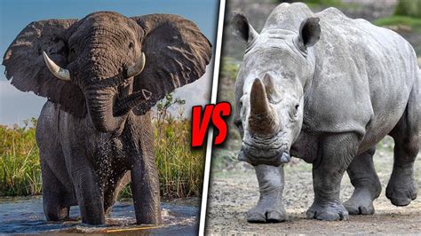 ELEPHANT VS RHINO - Who Would Win? - YouTube