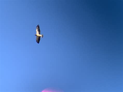 Swainson's Hawk from Hillsboro, NM, US on September 4, 2023 at 05:13 PM by David Tan · iNaturalist