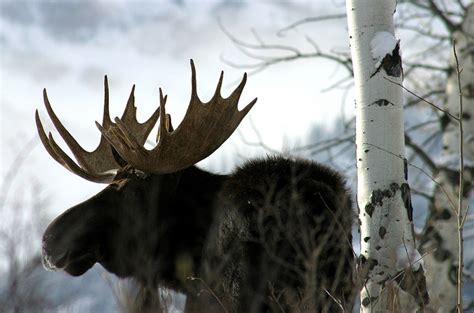 Minnesota to Offer Limited Moose Hunt This Fall | OutdoorHub