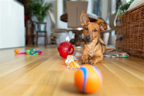 You Are Stuck at Home – How to Entertain Your Pet | Healthy Paws Pet ...