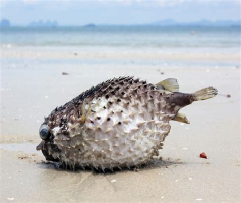 My Pet Has Eaten A Blowfish (Puffer Fish Poisoning In Dogs) - Our Blog | Perth Vet Emergency