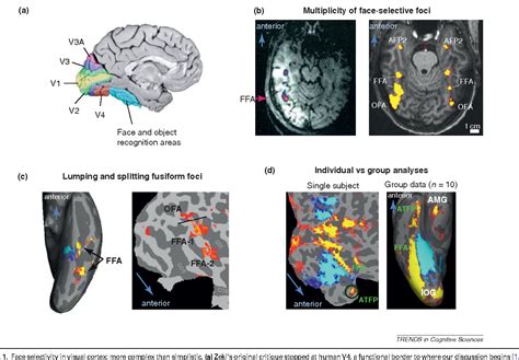 Figure 1 from The improbable simplicity of the fusiform face area | Semantic Scholar