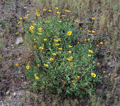 Bush Sunflower - Native Plants - CSU Channel Islands