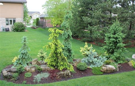 dansconifers's image | Evergreen landscape front yard, Conifers garden, Evergreen landscape