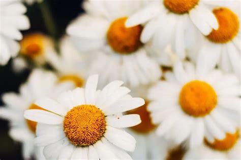 Anthemis Nobilis Flower Extract (Chamomile) for Skin | Skincare Lab