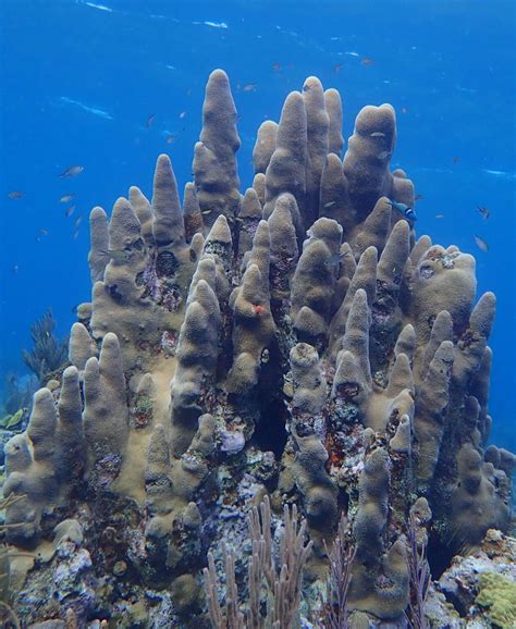 Coral bleaching severely affecting reefs in 2023 - The San Pedro Sun