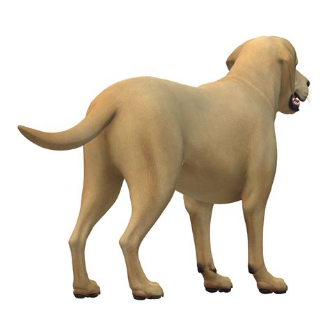 Dog isolated on a Transparent Background 23556661 PNG