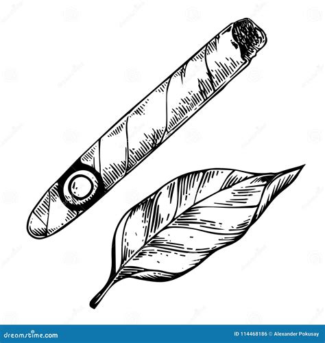 Cigar Cartoon Vector | CartoonDealer.com #86273301