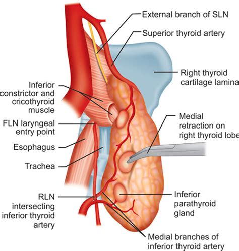 Superior Thyroid Artery Branches