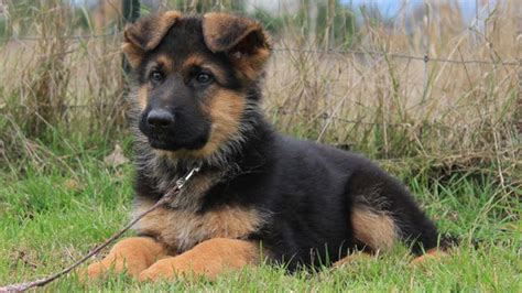 Miniature German Shepherd Breed Overview | Temperament & Personality (2022)