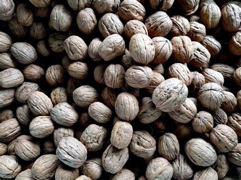 Black Walnut – NutraWiki