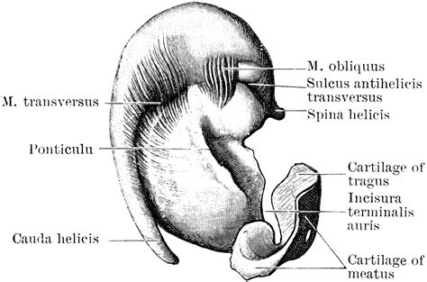 Inner Surface of Pinna Cartilage | ClipArt ETC