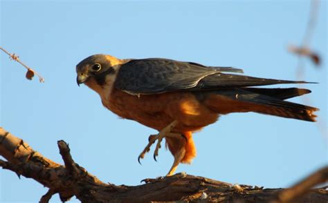 Birds of Prey with prey, Australian Hobby and Brown Falcon | BIRDS in ...