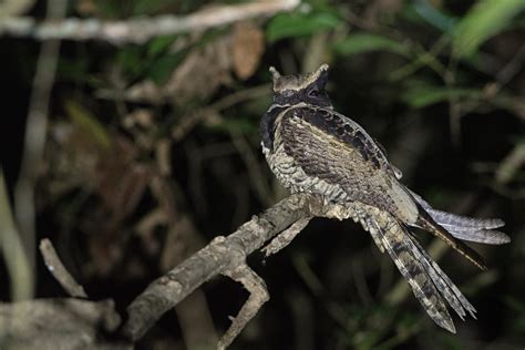 The great eared nightjar looks like a baby dragon - Australian Geographic