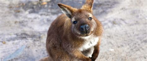 Tasmania, Australia Vacation: Ultimate Wildlife Experience - Down Under Endeavours