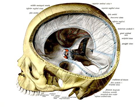 anatomyEXPERT - Tentorium cerebelli - Structure Detail