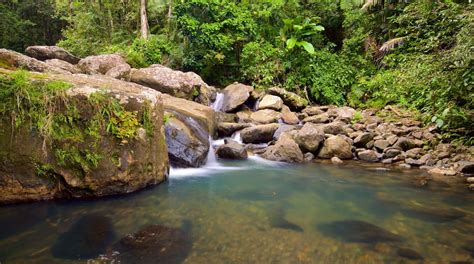 El Yunque National Forest Tours - Book Now | Expedia