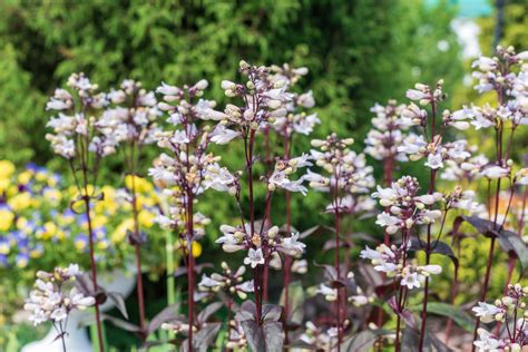 Keep Penstemon Seeds In Cold Storage For 3 Months Before Sowing, Say Experts | Horticulture Magazine