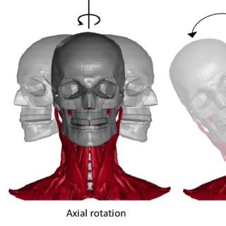 Posterior neck muscles. Activated in neck extension (extensors ...