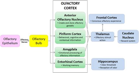 Frontiers | When the Nose Doesn’t Know: Canine Olfactory Function ...