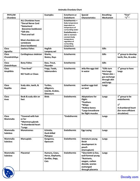 Phylum Chordata Diagram