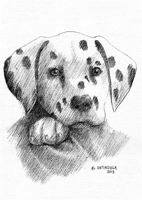 Dalmatian Puppy Drawing by Al Intindola