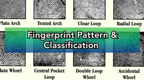 Pattern and Categories of Fingerprints| Criminalistics| Dactyloscopy - YouTube