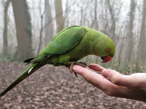 Beautiful Green Parrots