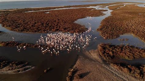 Using a Drone around Wildlife: How to avoid conflict - Expedition Wildlife