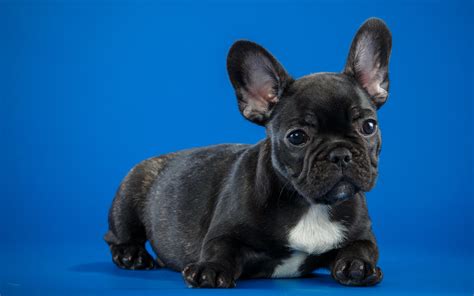 Black French Bulldog Cute Puppy, HD Animals, 4k Wallpapers, Images ...