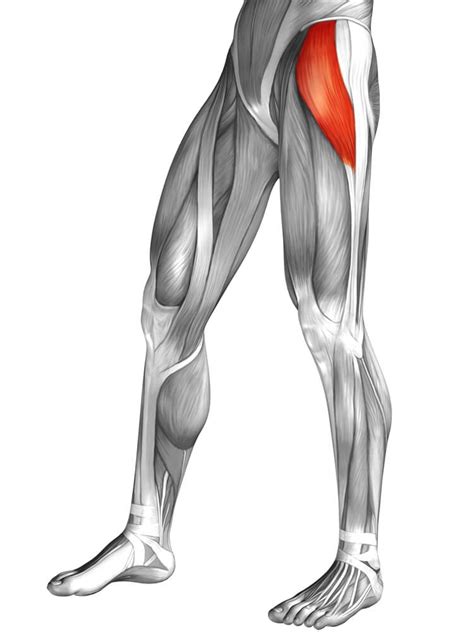 Tensor Fascia Latae and the Iliotibial Band