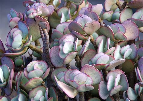 19 Types of Mini Succulents (With Pictures) | House Grail