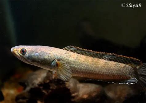 Channa gachua – Dwarf Snakehead (Channa limbata, Ophicephalus gachua) — Seriously Fish