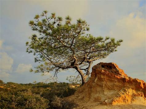 Torrey Pine | Nature Collective