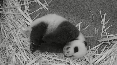 Giant panda cub catching some Zs to getting love-filled cuddles from mom, this video has it all ...