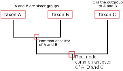 Phylogenetic Trees | Biological Principles