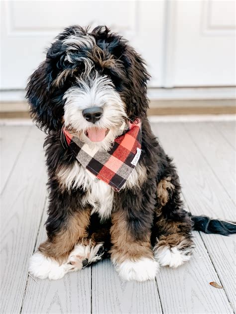 Adorable Bernedoodle Puppy