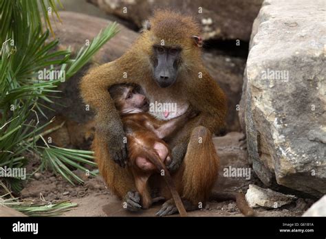 Guinea baboons yorkshire wildlife park hi-res stock photography and images - Alamy